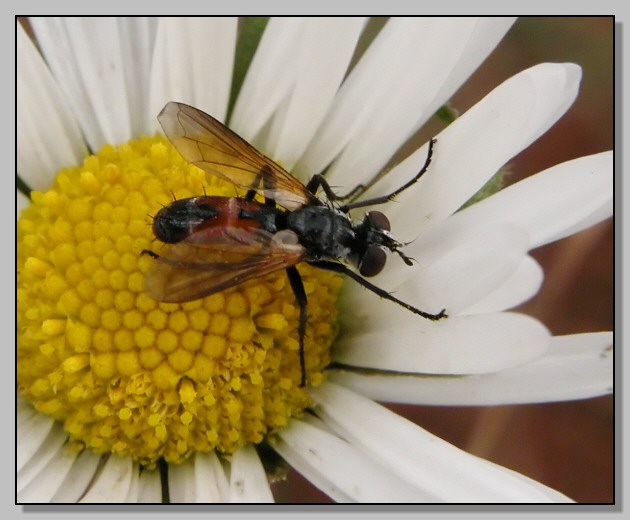 Diptera Tachinidae, Cylindromyia sp.