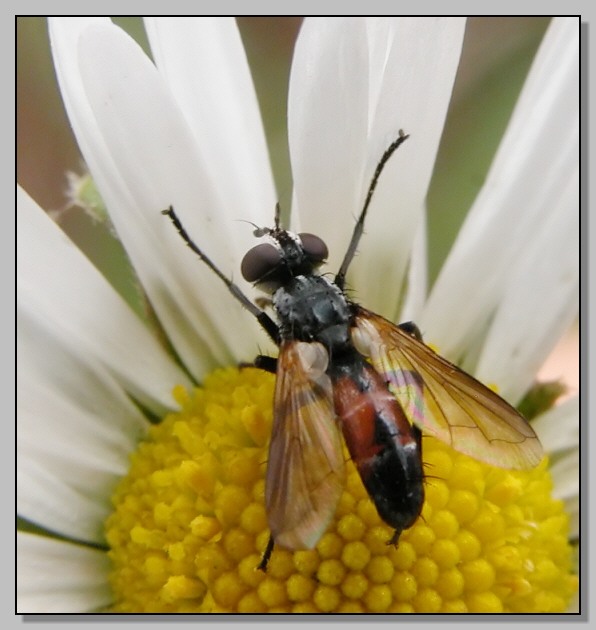 Diptera Tachinidae, Cylindromyia sp.