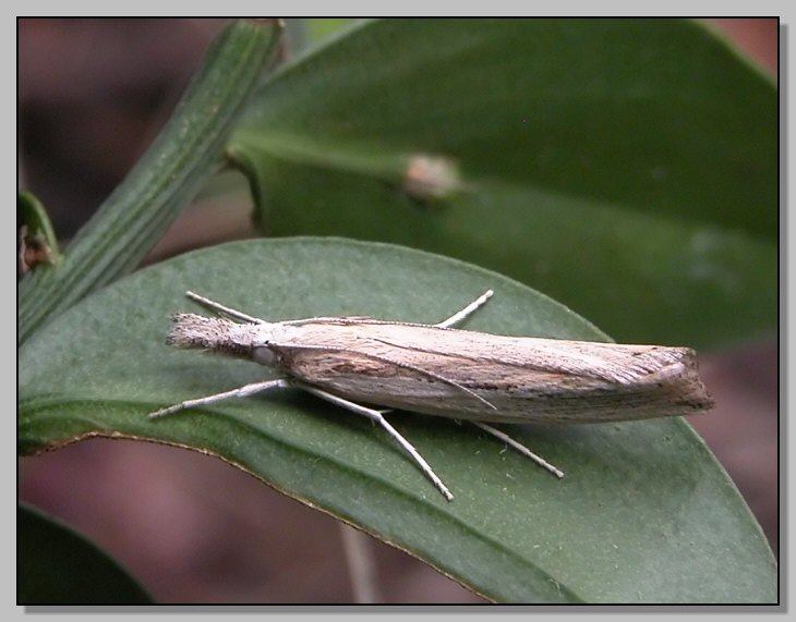 Idaea seriata e Crambinae