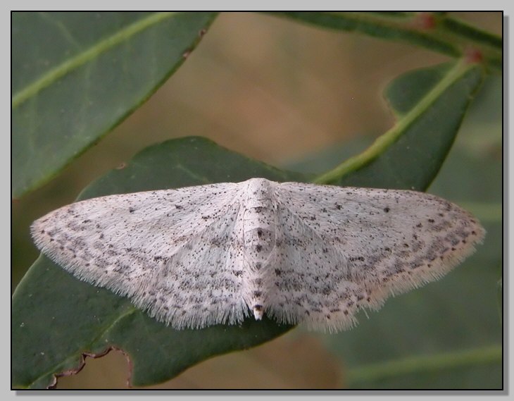 Idaea seriata e Crambinae