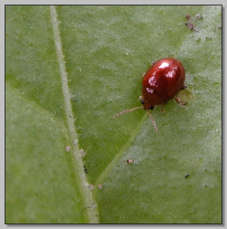 Panorpa communis e piccolo Chrysomelidae (?) ignoto