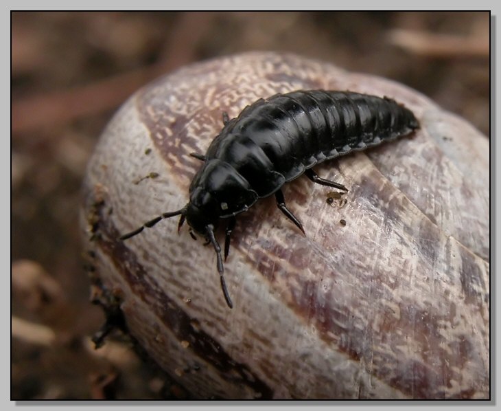 Larva di Silpha obscura e Curculio