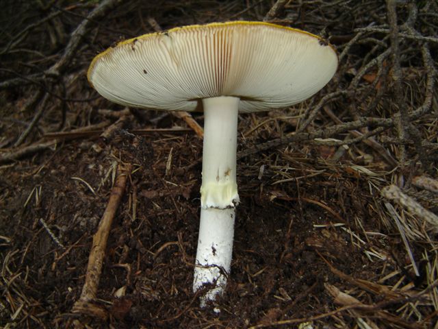 Amanita....e..?