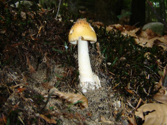 Amanita....e..?
