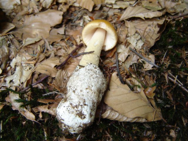 Amanita....e..?