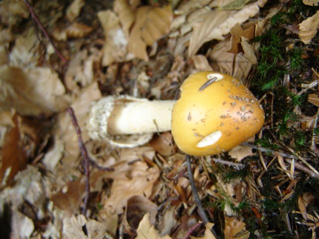 Amanita....e..?