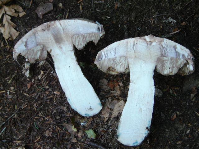 Amanita....e..?