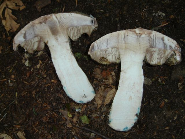 Amanita....e..?