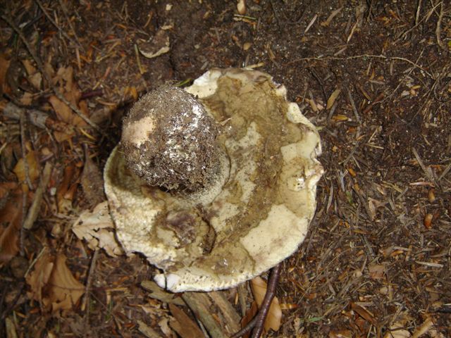 Amanita....e..?