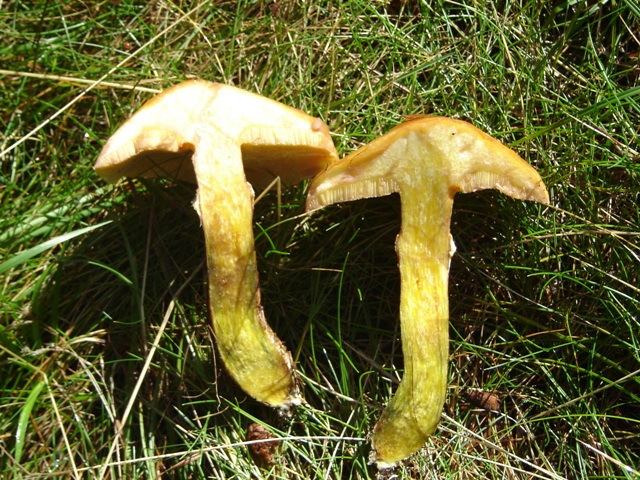 Suillus grevillei