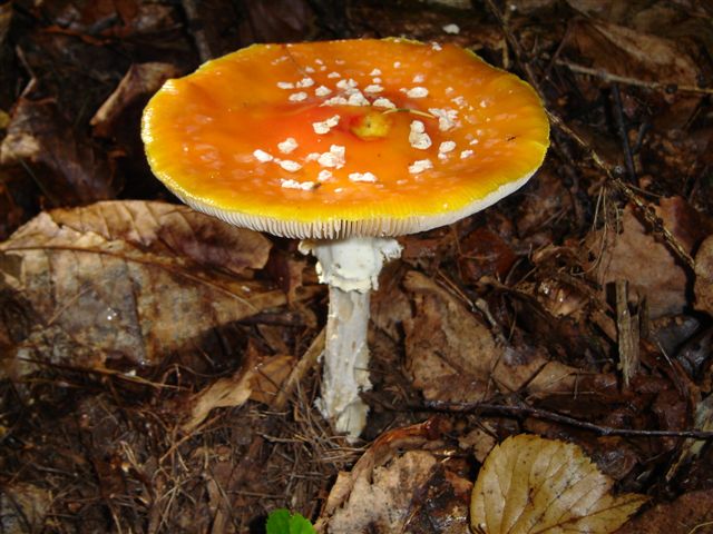 � sufficiente......