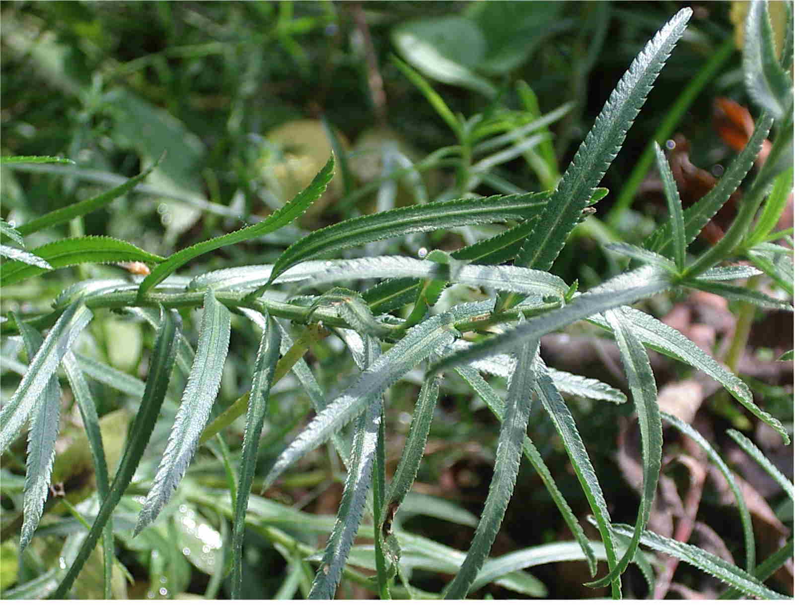 Achillea ptarmica, (esemplare coltivato)