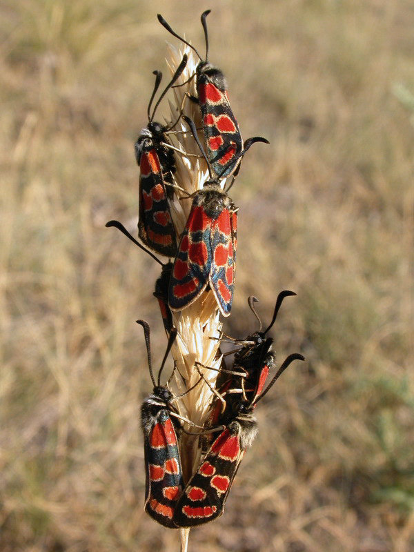 Zygaena occitanica