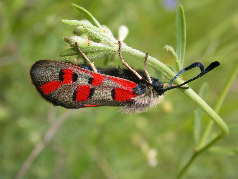 Zygaena occitanica