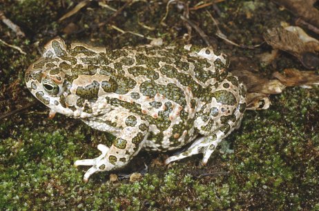 Bufo bufo