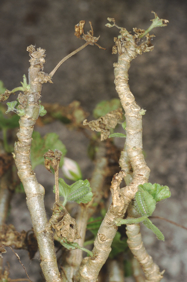 Ancora Cacyreus marshalli