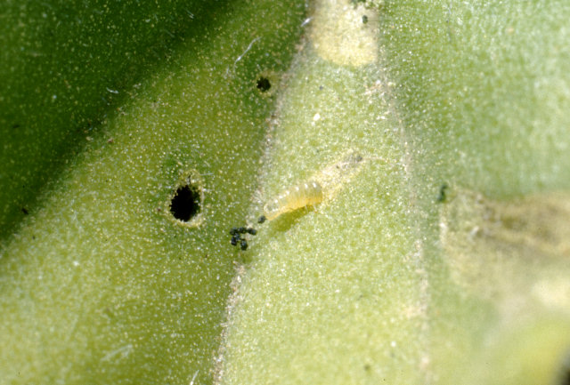 Ancora Cacyreus marshalli