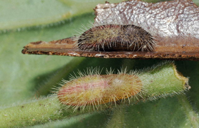 Ancora Cacyreus marshalli