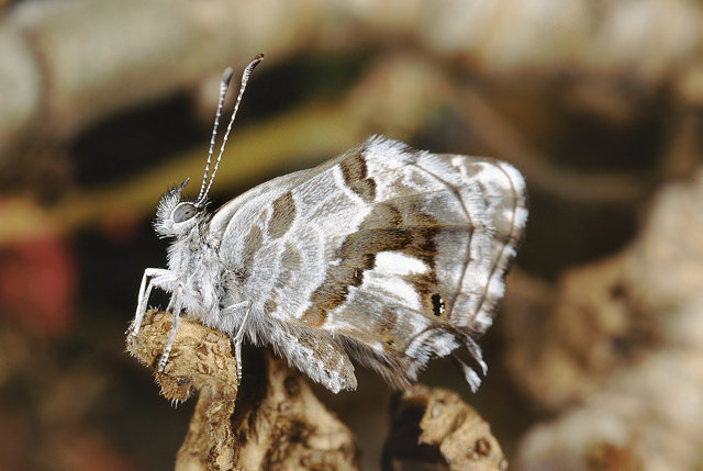 Ancora Cacyreus marshalli