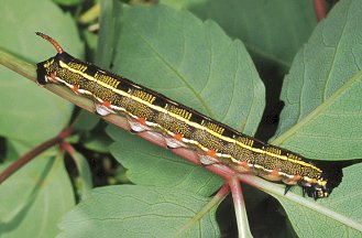 Bruco di Hyles livornica, Sphingidae