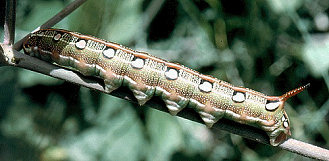 Bruco di Hyles livornica, Sphingidae