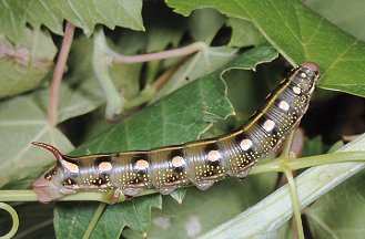 Bruco di Hyles livornica, Sphingidae