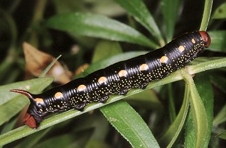 Bruco di Hyles livornica, Sphingidae