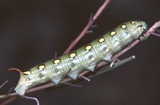 Bruco di Hyles livornica, Sphingidae