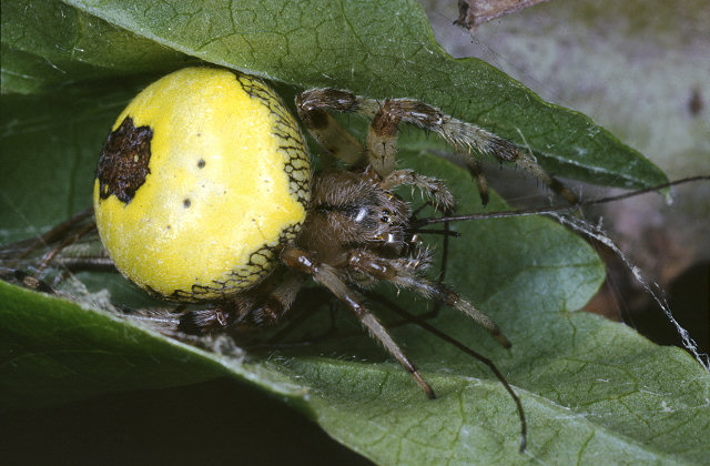 Araneus marmoreus var. pyramidatus