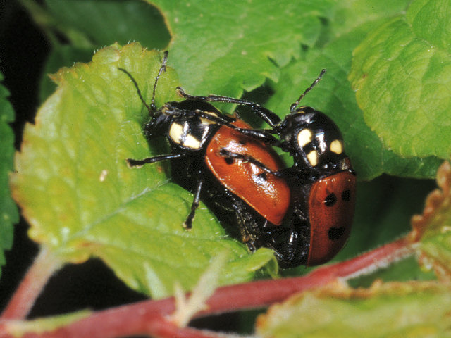 Cryptocephalus bipunctatus: chrysomelidae fra la rugiada