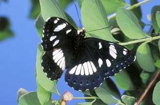 Limenitis reducta e Melitaea phoebe