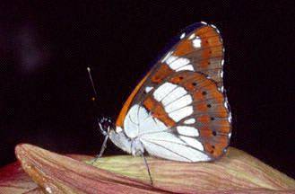 Limenitis reducta e Melitaea phoebe