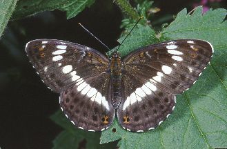 Limenitis reducta e Melitaea phoebe