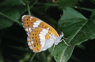 Limenitis reducta e Melitaea phoebe