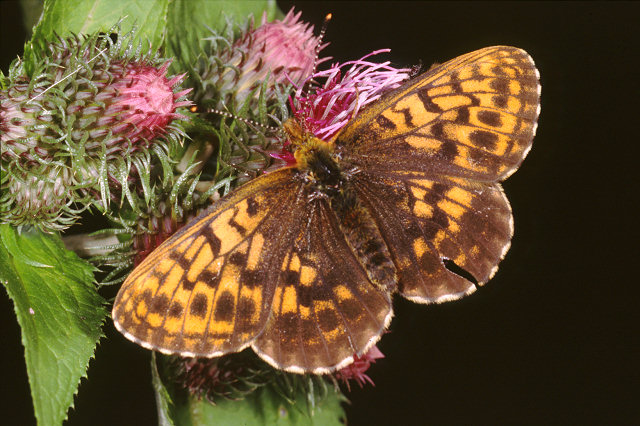 Boloria thore, B. titania, B. euphrosyne