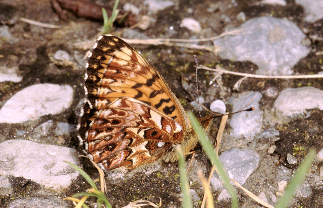 Boloria thore, B. titania, B. euphrosyne