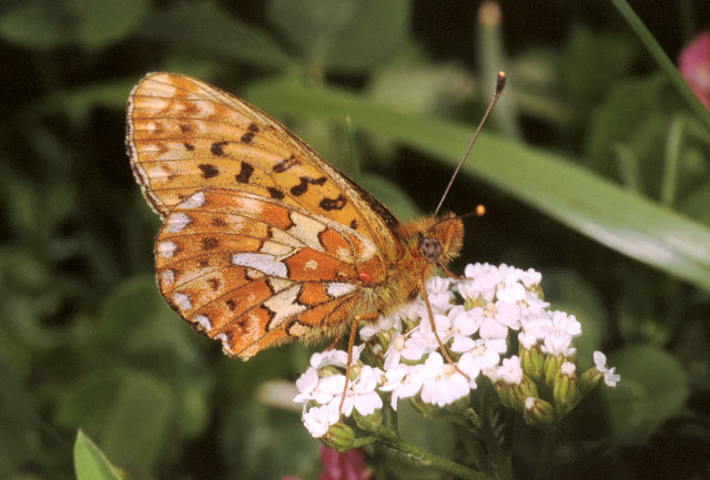 Boloria thore, B. titania, B. euphrosyne