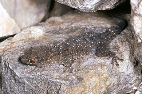 Lucertolone minacciatissimo: Gallotia bravoana