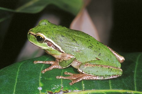 Lucertolone minacciatissimo: Gallotia bravoana