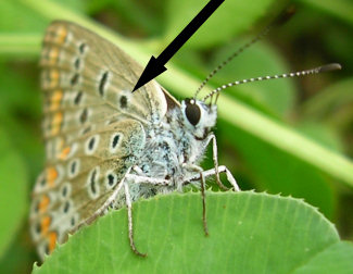 Polyommatus icarus
