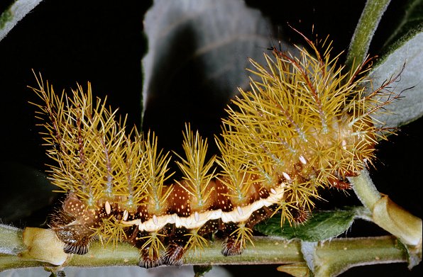 Cratena peregrina (Gmelin, 1791)