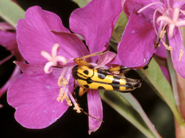 Cerambicidi altoatesini