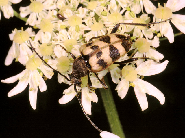 Cerambicidi altoatesini