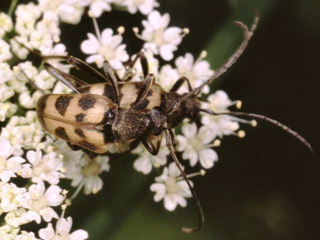 Cerambicidi altoatesini