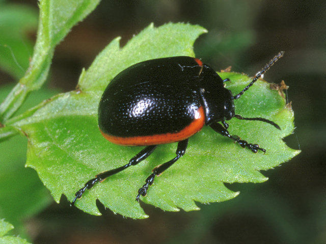 Coleotteri vari