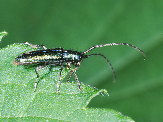 Coleotteri vari