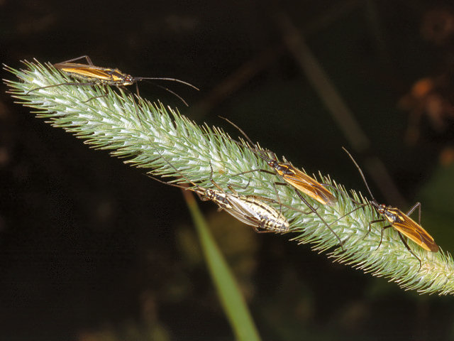 Leptopterna dolabrata (Miridae)