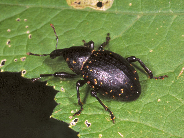 Curculionidi - Liparus glabrirostris, Byctiscus betulae