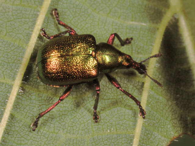 Curculionidi - Liparus glabrirostris, Byctiscus betulae