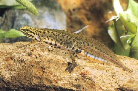 Lissotriton vulgaris meridionalis